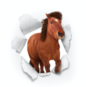 Minihorse